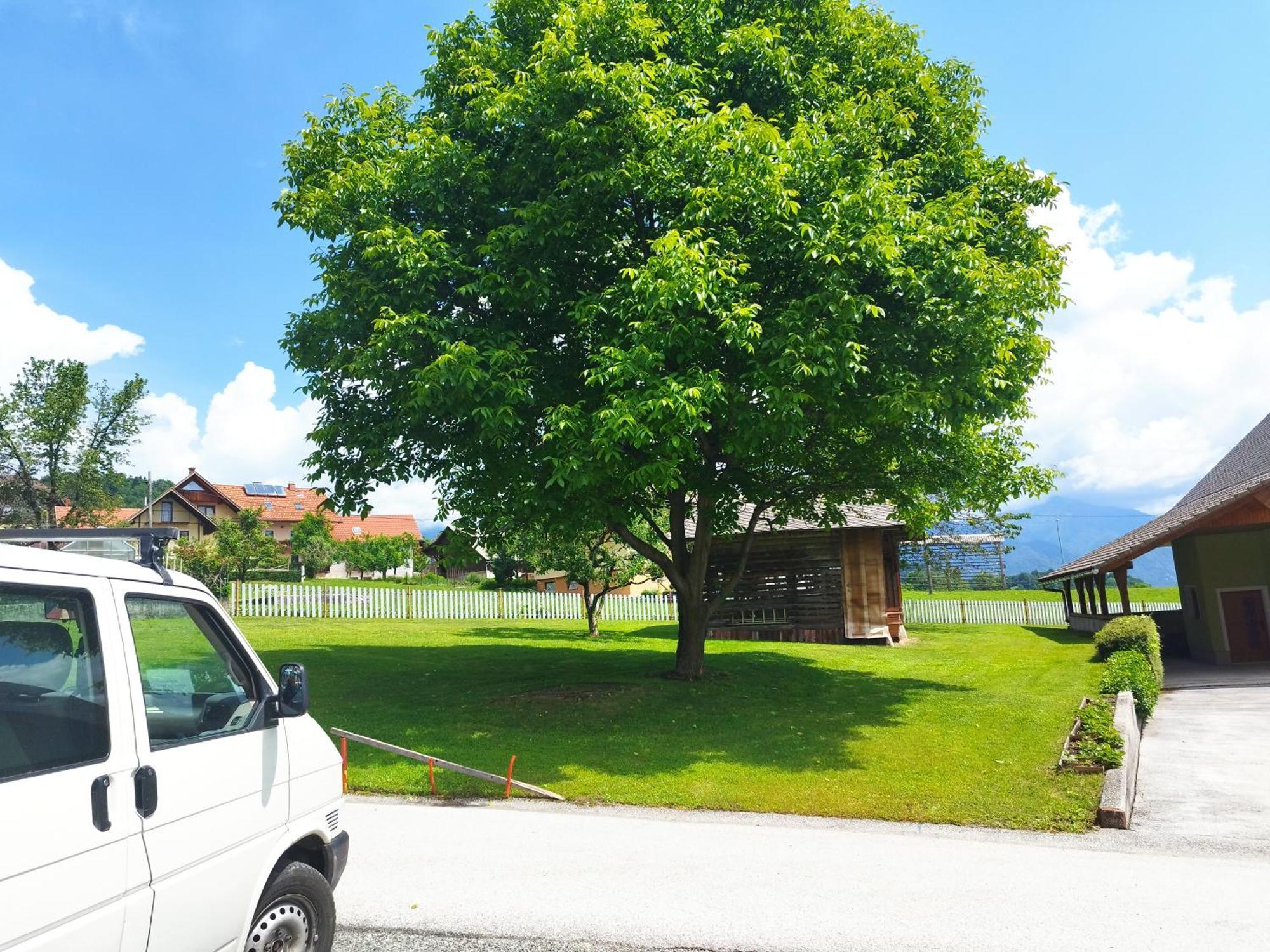 Tree Apartamento Bled Exterior foto